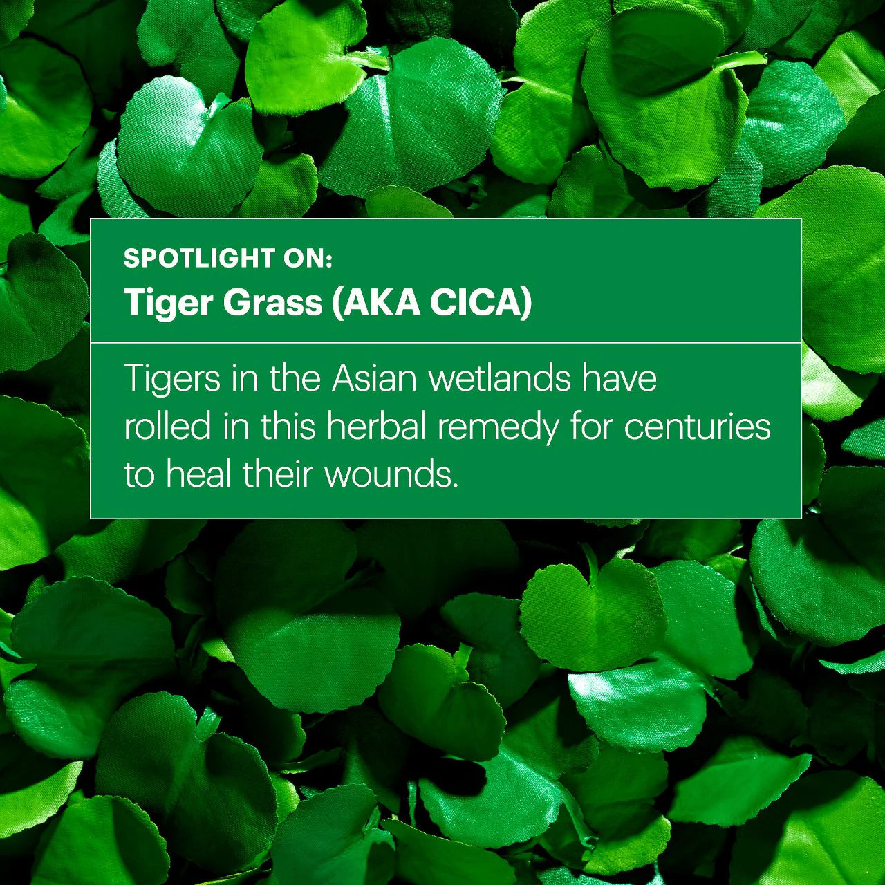 Dr. Jart+ Cicapair Tiger Grass Color Correcting Treatment